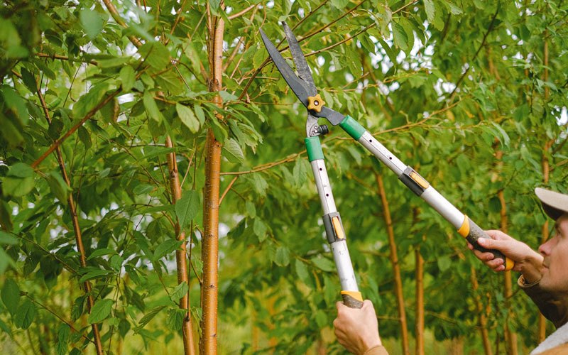 Tree trimming in Arvada, CO